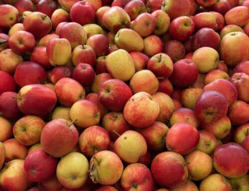 Gråsten Æblefestival 2025 – smagen af Sønderjylland